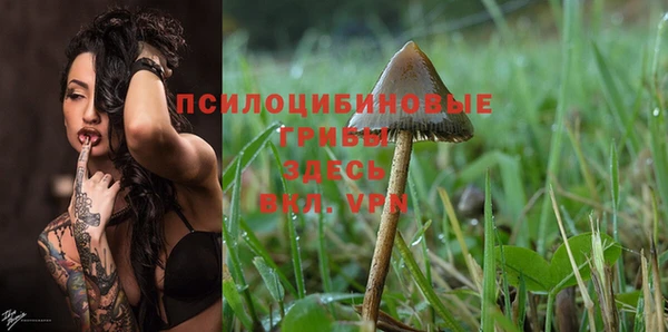 ГАЛЛЮЦИНОГЕННЫЕ ГРИБЫ Аркадак
